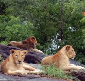 Neyyar Wildlife Sanctuary